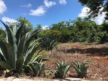 VENTA RANCHO MEZCALERO Y DE MADERAS EN KANTUNIL YUCATAN