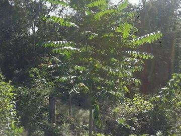 VENTA RANCHO MEZCALERO Y DE MADERAS EN KANTUNIL YUCATAN