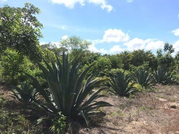 VENTA RANCHO MEZCALERO Y DE MADERAS EN KANTUNIL YUCATAN