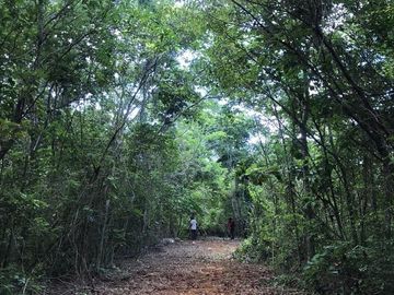VENTA RANCHO MEZCALERO Y DE MADERAS EN KANTUNIL YUCATAN