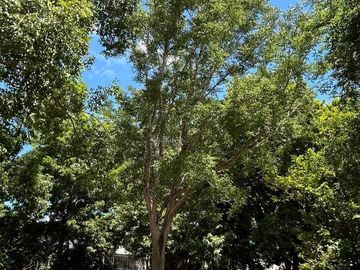 Más de 5ha en venta en la Reserva Cuxtal, ideal para proyecto turístico o rancho