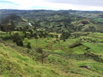 Se Venden Lotes en Parcelación en Yarumal