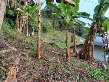 Finca Fredonia