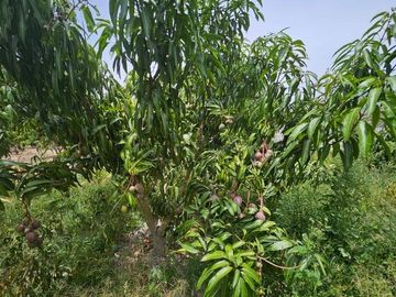 TERRENO DE VENTA EN AMBUQUI DE OPORTUNIDAD