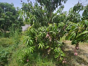 TERRENO DE VENTA EN AMBUQUI DE OPORTUNIDAD