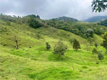 FINCA EN VENTA, GENOVA QUINDIO