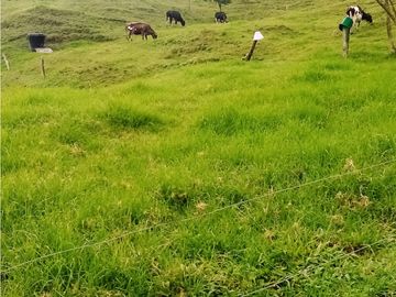 FINCA EN VENTA, GENOVA QUINDIO