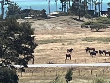 Sitio en Venta en Camino Arauco a LLico