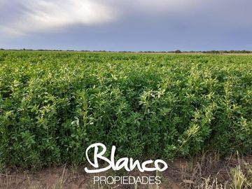 Terreno en Venta en Winifreda, Conhelo, La Pampa, Argentina