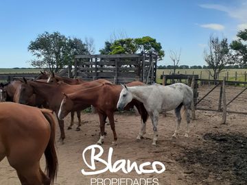 Terreno en Venta en Winifreda, Conhelo, La Pampa, Argentina