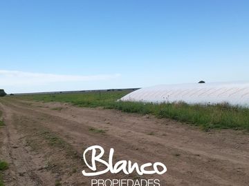 Terreno en Venta en Winifreda, Conhelo, La Pampa, Argentina