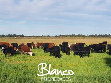 Terreno en Venta en Winifreda, Conhelo, La Pampa, Argentina