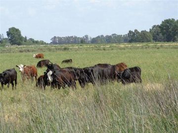Terreno en Venta en Lihue Calel, Lihuel Calel, La Pampa, Argentina
