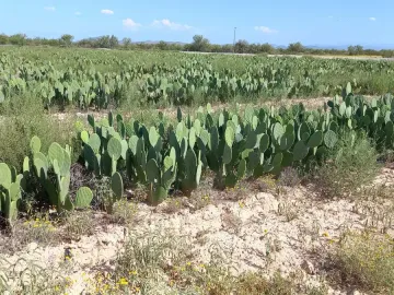Terreno en venta en 1 de Mayo, Monclova, Coahuila de Zaragoza