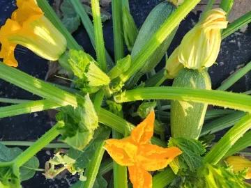 Terreno en venta en 1 de Mayo, Monclova, Coahuila de Zaragoza