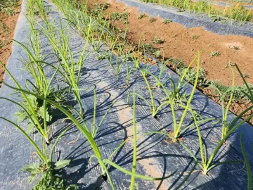 Terreno en venta en 1 de Mayo, Monclova, Coahuila de Zaragoza
