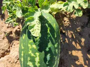 Terreno en venta en 1 de Mayo, Monclova, Coahuila de Zaragoza