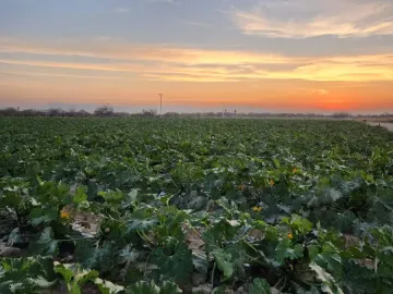 Terreno en venta en 1 de Mayo, Monclova, Coahuila de Zaragoza