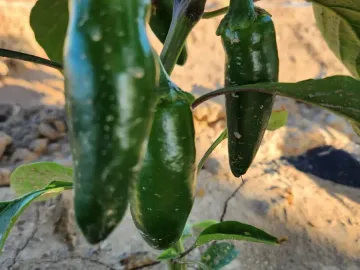 Terreno en venta en 1 de Mayo, Monclova, Coahuila de Zaragoza