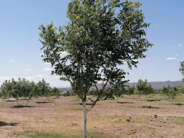 Finca-Rancho en venta en Santa Cecilia (La Cecilia), Parras, Coahuila de Zaragoza