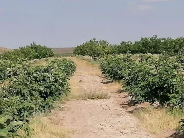 Finca-Rancho en venta en Santa Cecilia (La Cecilia), Parras, Coahuila de Zaragoza