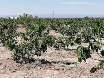 Finca-Rancho en venta en Santa Cecilia (La Cecilia), Parras, Coahuila de Zaragoza