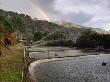 Venta Finca Hotel Sabaletas Montebello Antioquia P