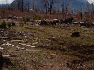 Chacra en  Las Golondrinas - Chubut