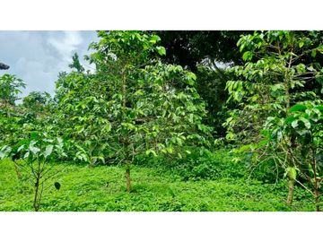 Finca campestre en venta - Santa Elena El Cerrito Valle Colombia