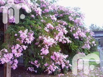 VENTA DE CASA DE 4 DORMITORIOS EN CAMPOS DE ROCA