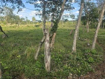 ¡Excelente Rancho con Cenote en venta! Tizimin, Yucatán.