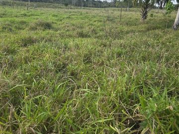 ¡Excelente Rancho con Cenote en venta! Tizimin, Yucatán.