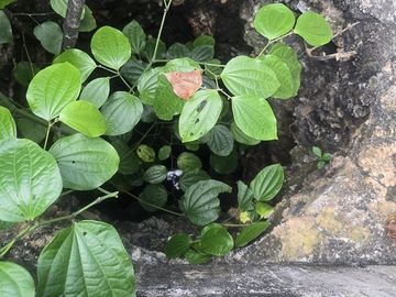 ¡Excelente Rancho con Cenote en venta! Tizimin, Yucatán.