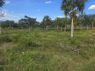 ¡Excelente Rancho con Cenote en venta! Tizimin, Yucatán.