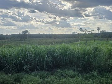 ¡Excelente Rancho con Cenote en venta! Tizimin, Yucatán.
