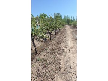 FINCA EN VENTA  VIÑEDO MENDOZA 7HA LUJAN DE CUYO