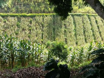 VENTA de FINCAS en PEREIRA