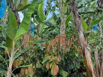 vendo finca turística y productiva de 36 cuadras en Quimbaya
