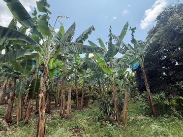 vendo finca turística y productiva de 36 cuadras en Quimbaya