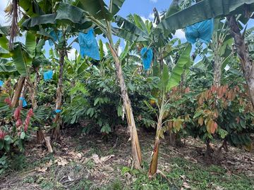 vendo finca turística y productiva de 36 cuadras en Quimbaya