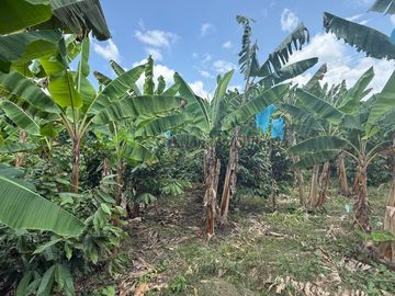 vendo finca turística y productiva de 36 cuadras en Quimbaya