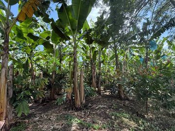 vendo finca turística y productiva de 36 cuadras en Quimbaya