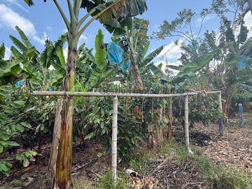 vendo finca turística y productiva de 36 cuadras en Quimbaya