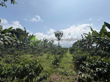 Venta Finca cafetera Montenegro Quindio