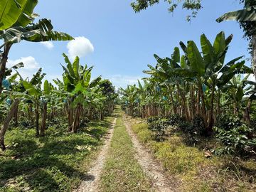 Venta Finca cafetera Montenegro Quindio