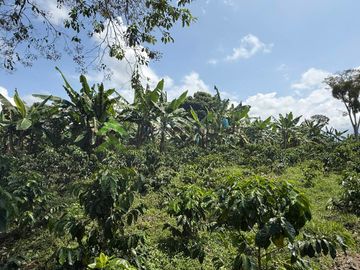Venta Finca cafetera Montenegro Quindio