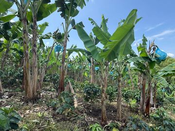 Venta Finca cafetera Montenegro Quindio