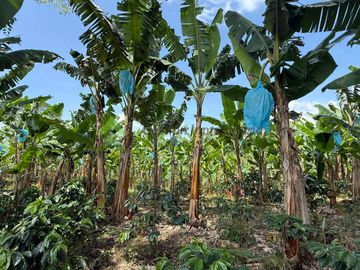 Venta Finca cafetera Montenegro Quindio