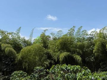 Venta Finca cafetera Montenegro Quindio