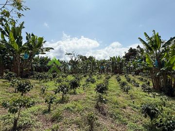 Venta Finca cafetera Montenegro Quindio
